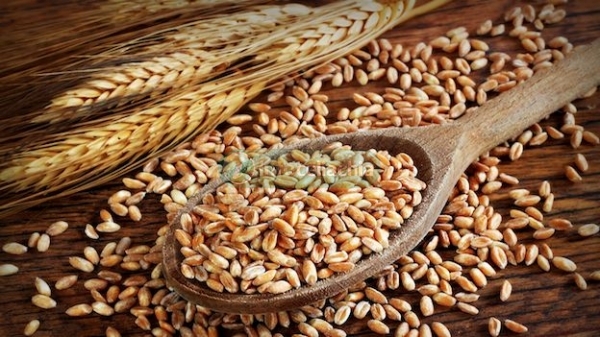 Grano monococco: un'antica varietà in soccorso dei celiaci