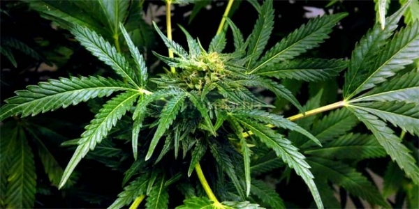 La cannabis può attenuare la celiachia: uno studio lo dimostra